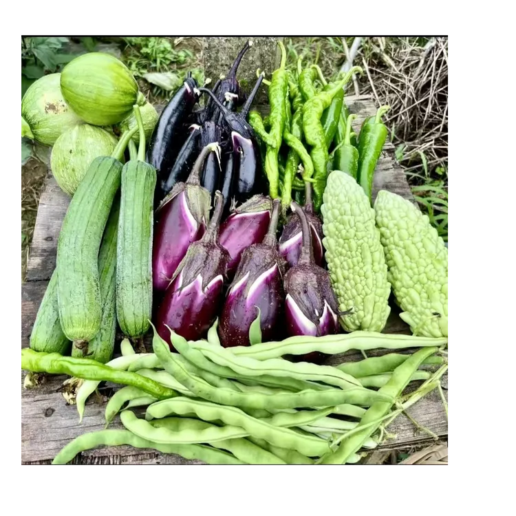 农家蔬菜豆角茄子、丝瓜、鲜扁豆、新鲜黄豆、秋葵、香椿、茭白、丝瓜瓤