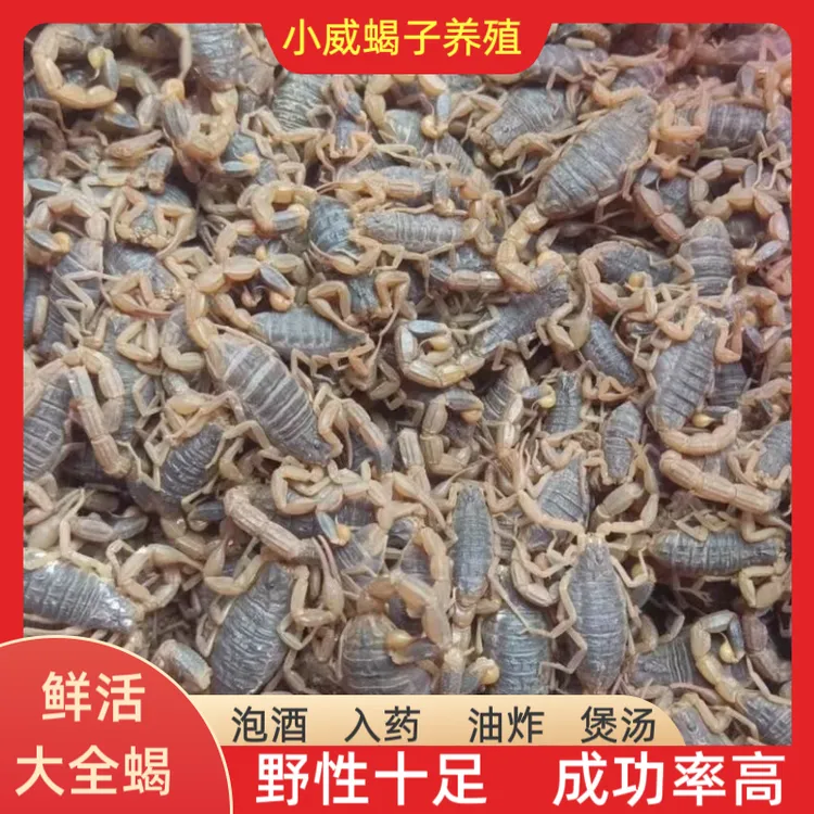 伏牛山活蝎子泡酒全蝎入药个大野性鲜活香脆食用药用