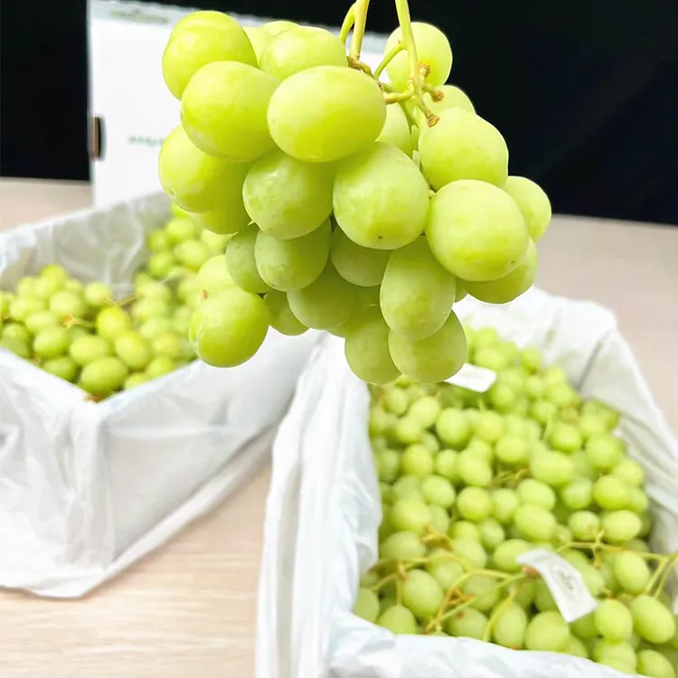 【小树苗甜地球】澳大利亚青提脆甜无籽提子进口甜地球新鲜水果包邮