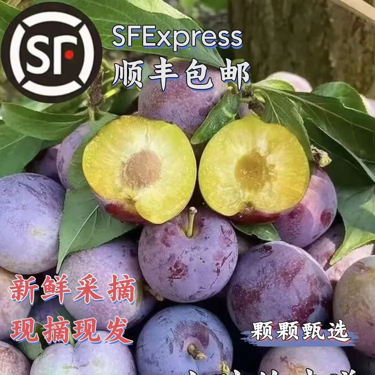 [顺丰包邮}】四川汶川高山小脆红脱骨李子当季新鲜水果现摘现发