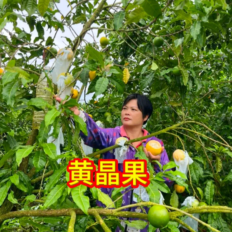 黄晶果苗嫁接四季当年结果原生10一20公分高嫁接60一80公分