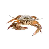 鲜活梭子蟹 150-200g/只( 2-3两)【保鲜不保活】