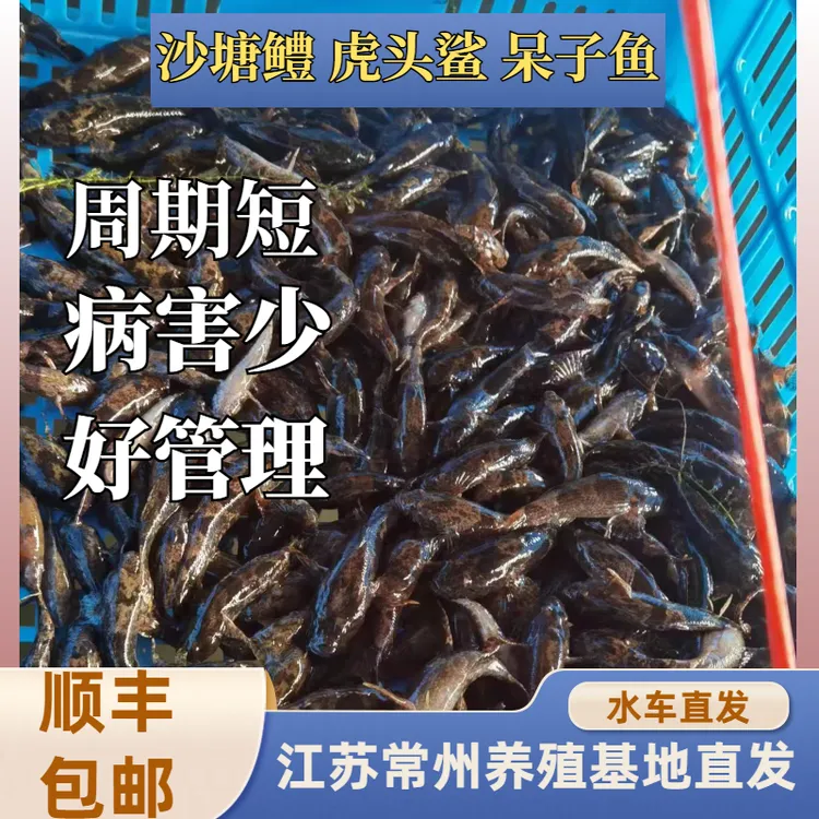 沙塘鳢，虎头鲨，呆子鱼，土憨巴，瞎嘎子