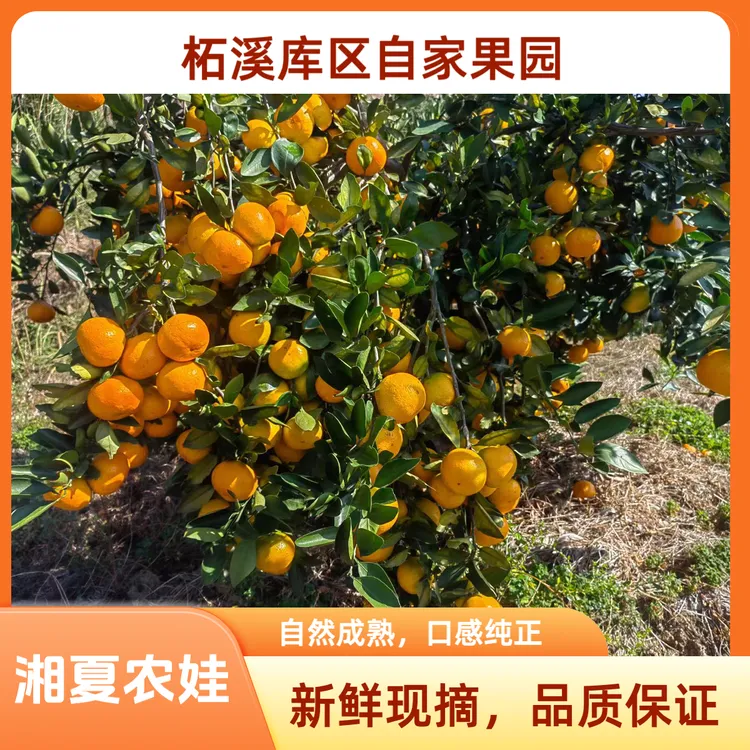 顺丰包邮～湘夏农娃安化柘溪库区农家自产自销宫川蜜桔新鲜水果