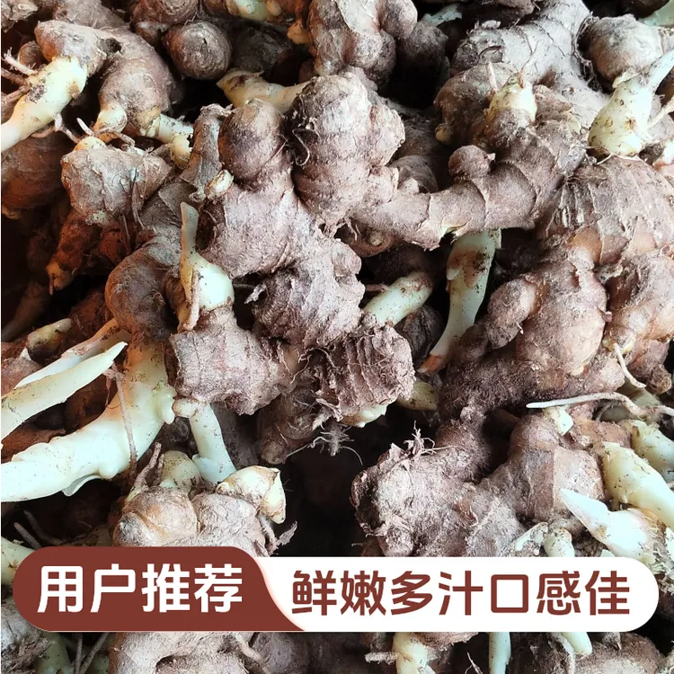 3斤桂林高山带芽老姜正宗老品种可种植的姜