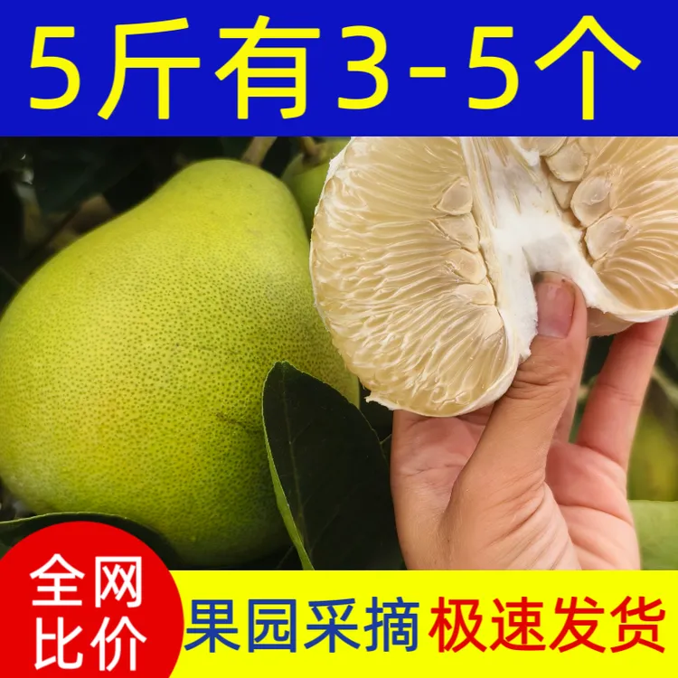 正宗江西安福蚕子金兰柚解渴老人小孩孕妇9分甜1分苦果园直发