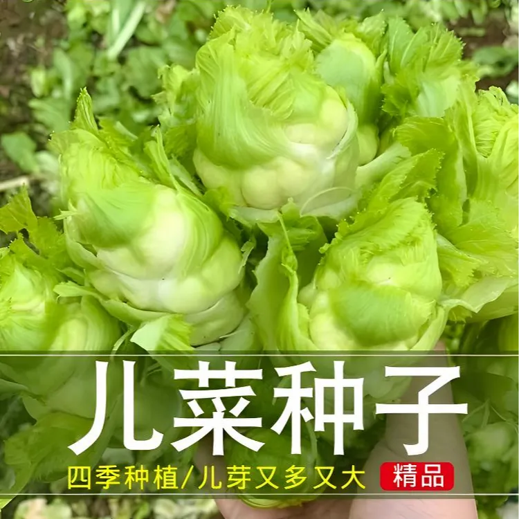 四川儿菜种子早熟抱子芥娃娃菜胖秋季阳台四季蔬菜种籽