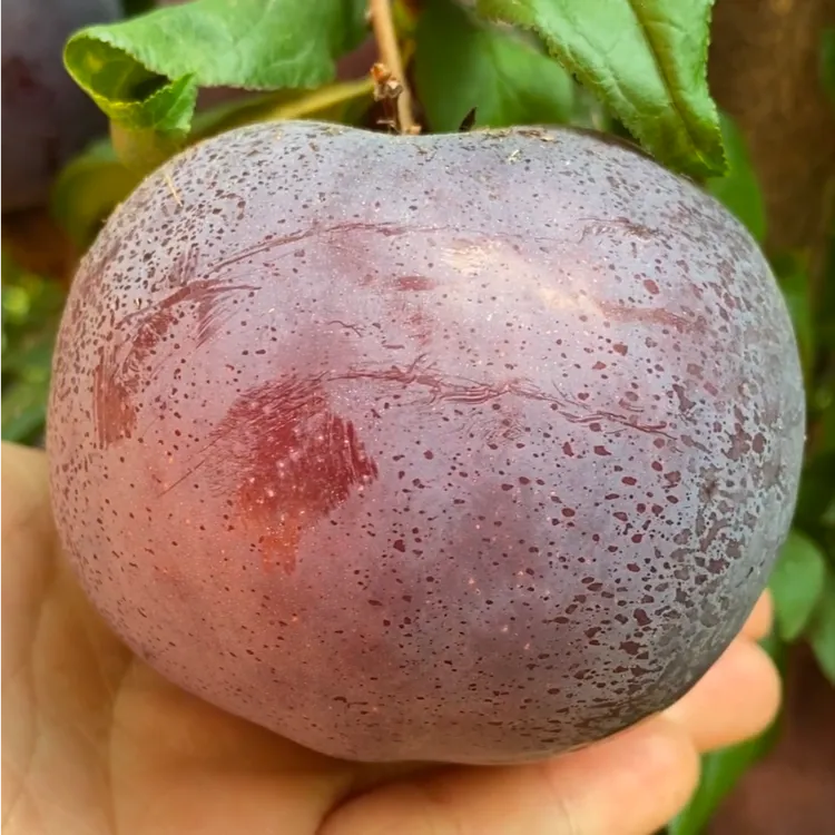 黑霸王李子果树苗