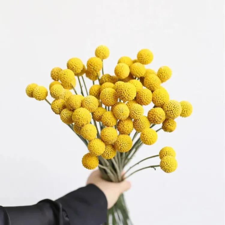 黄金球鲜切花 养护简单 可做干花 产地直发