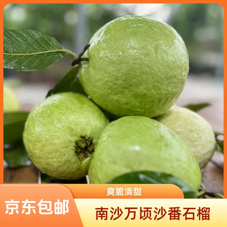 南沙万顷沙白心低热量树上熟番石榴脆口芭乐南方新鲜健康当季水果