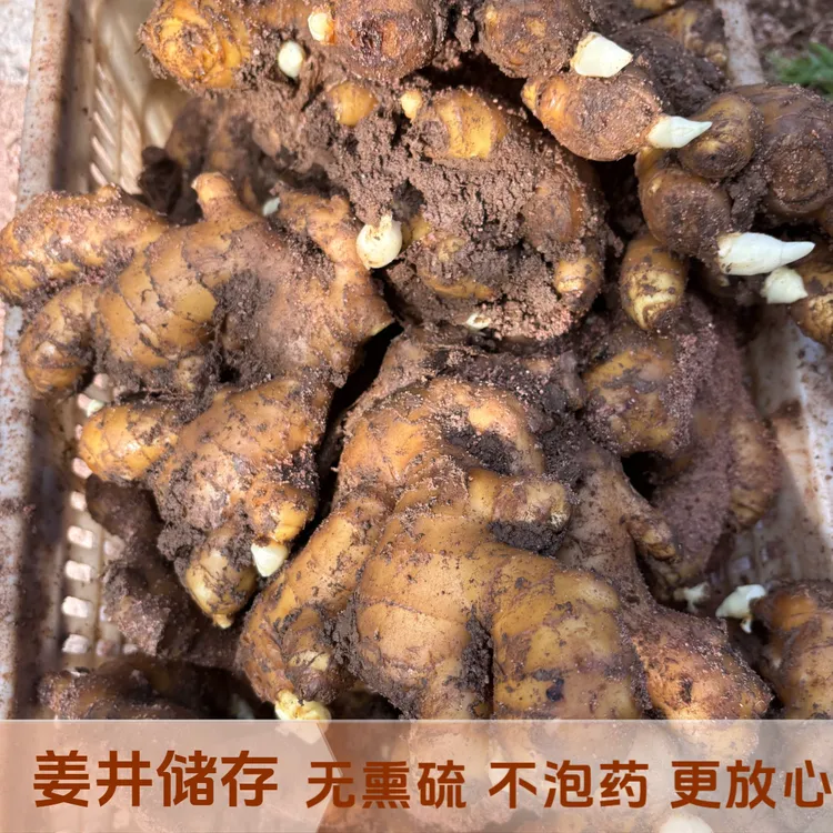 正宗山东大姜大黄姜老姜生姜农家种植产地直销新鲜精品大块