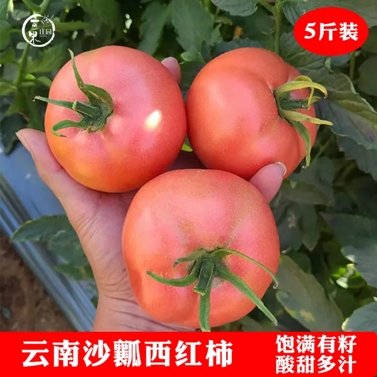 云南露天沙瓤西红柿5斤老品种番茄自然熟有籽现摘新鲜蔬菜生吃