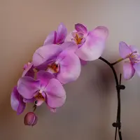悠花里蝴蝶兰【芳美女朋友3.0寸杯全花】开花珠发货