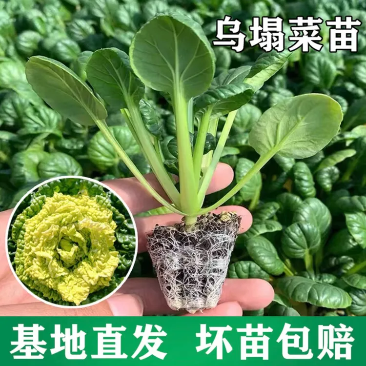 乌塌菜种苗大白菜黄心乌塌菜菊花心乌塌菜牛心包菜苗冬天耐寒秋季