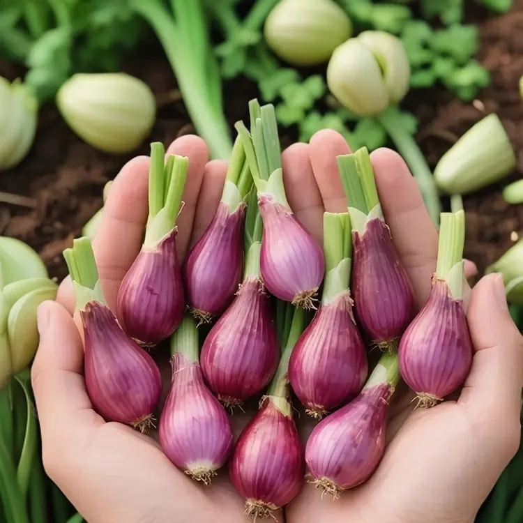 四季种植香葱种红葱种盆栽种籽孑小葱火葱种子蔬菜阳台室内外种植