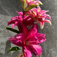 【源头优选】蕾哈娜重瓣百合 任意两单升级快递 发货后不支持退款