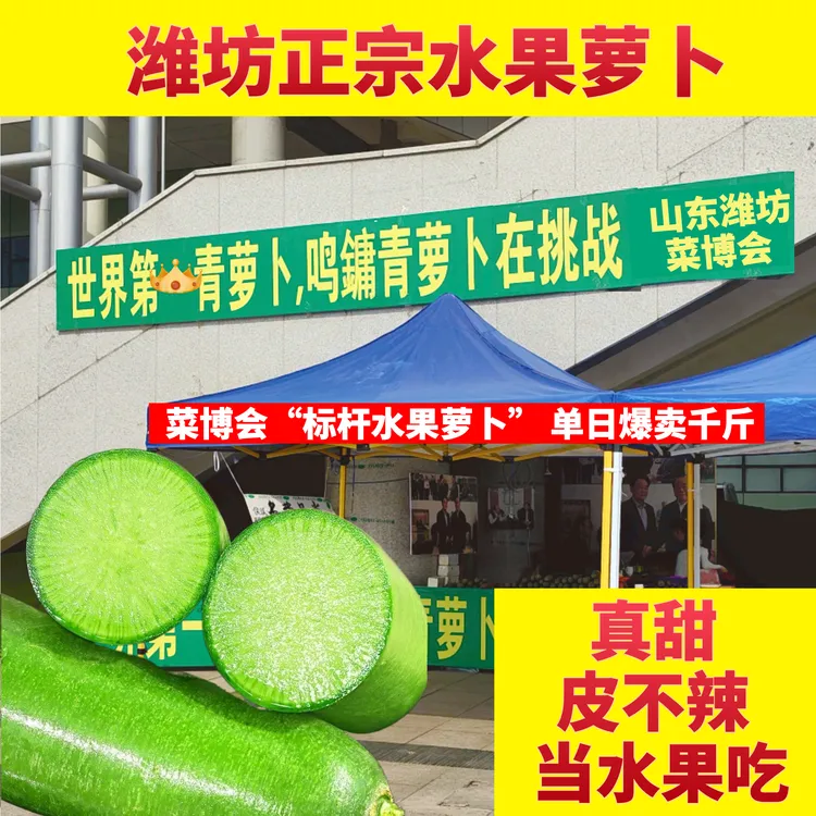 鸣鏞卖光了 11月底新萝卜上市 潍坊正宗水果萝卜 脆甜不辣