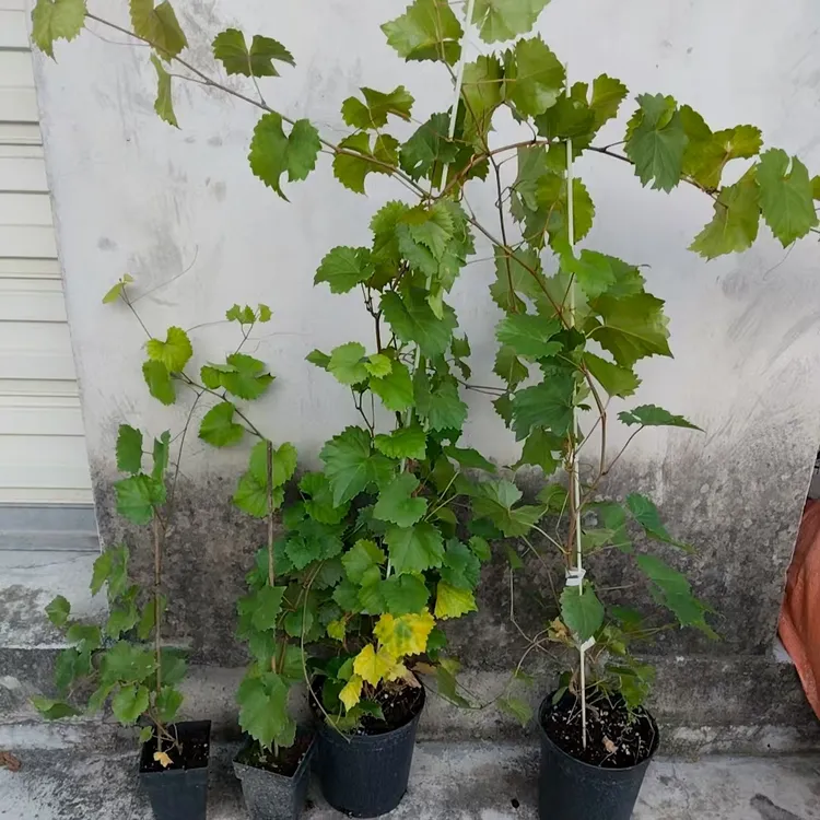 深南园艺美洲圆叶葡萄树苗 马斯卡丁葡萄苗 懒人种植葡萄果树苗