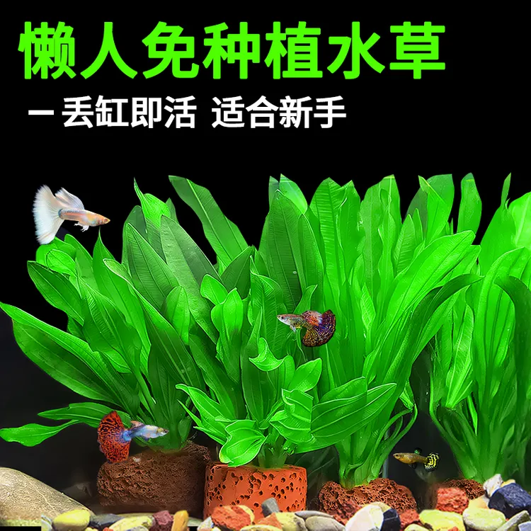 鱼缸造景绿九冠水草活体阴性植物装饰沉底真水草净水水草净化懒人