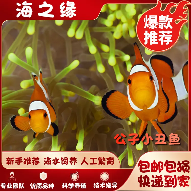 公子小丑鱼顺丰发货尼莫海缸小丑鱼观赏鱼尼莫奥黑小丑全品白金