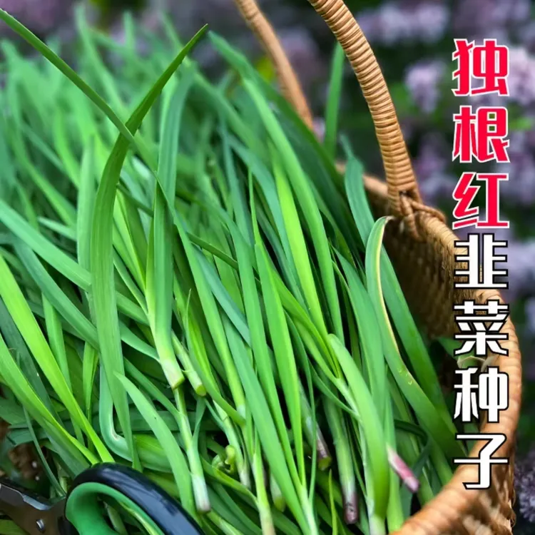 【四季红根韭菜种子】家庭阳台小院四季种植盆栽地栽易种易活
