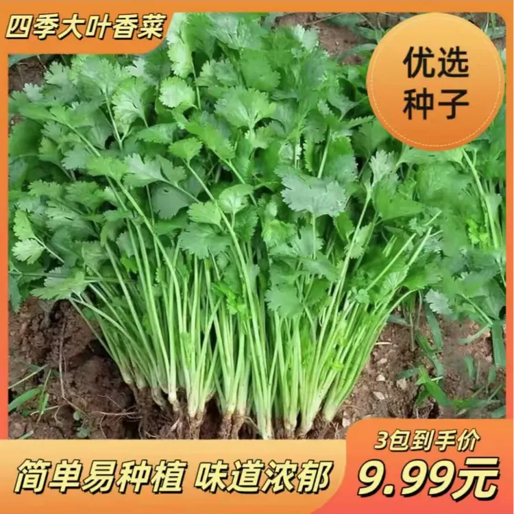四季香菜阳台室内花卉盆栽大叶耐热耐寒秋冬蔬菜