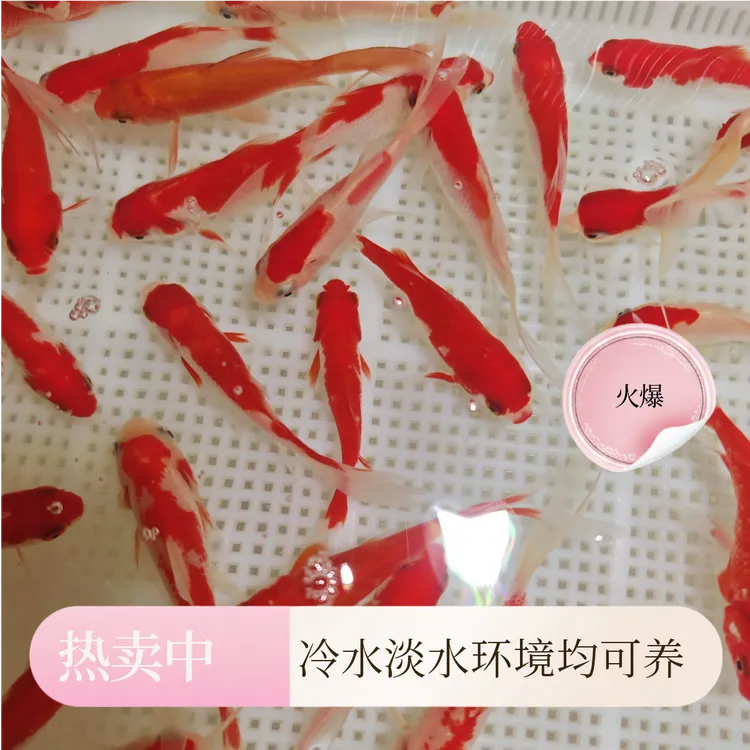 5-8公分樱花红白金鱼发19条备损2条到手21条混搭观赏鱼冷水鱼苗