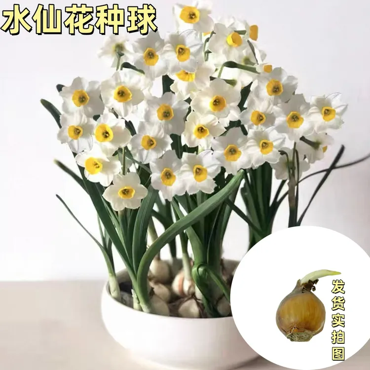 好养水仙花种球水养四季开花室内外客厅冬季水培植物绿植