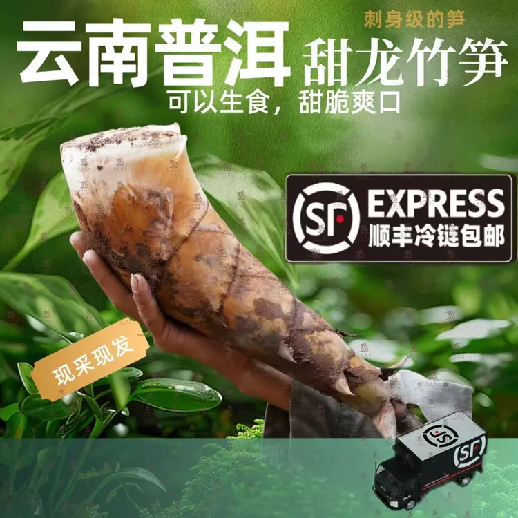云竹一号云南普洱特产新鲜甜龙竹笋水果笋生吃刺身高纤带壳笋