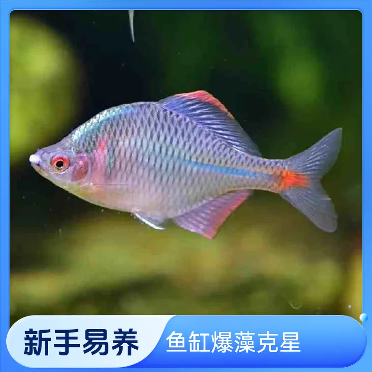 原生缸冷水鳑鲏活体｜溪流缸群游组合｜藻控苔套餐｜冷水观赏鱼｜斗鱼