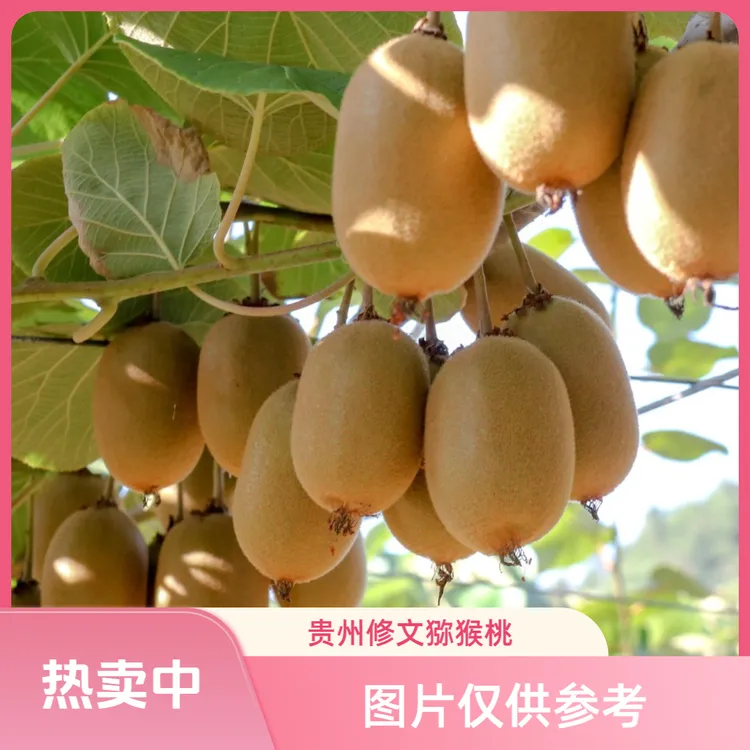 瀑乡妹贵州修文猕猴桃贵长猕猴桃新鲜当季绿心奇异果香甜多汁