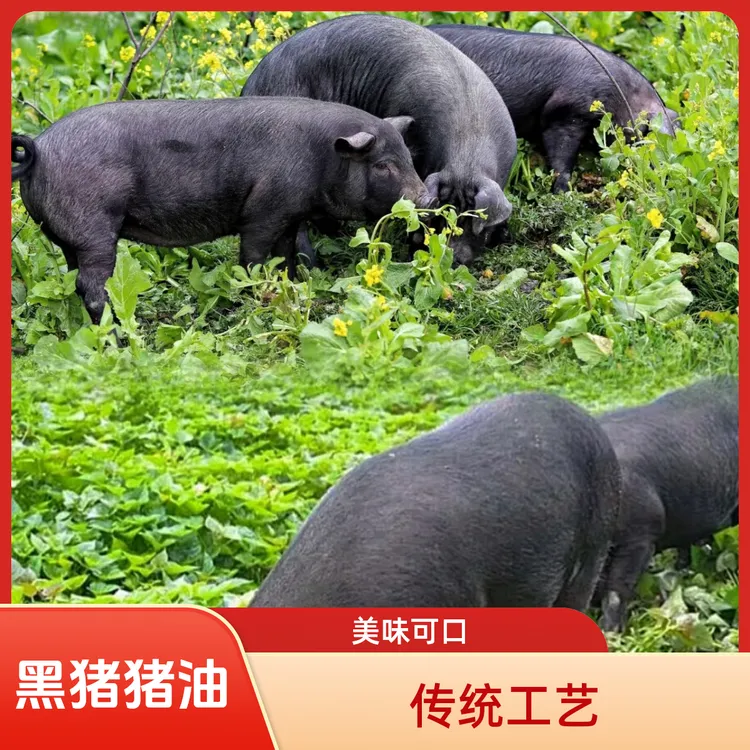 【土黑猪】土猪猪油食用猪油传统柴火炼猪板油炒菜拌饭烘焙起酥111