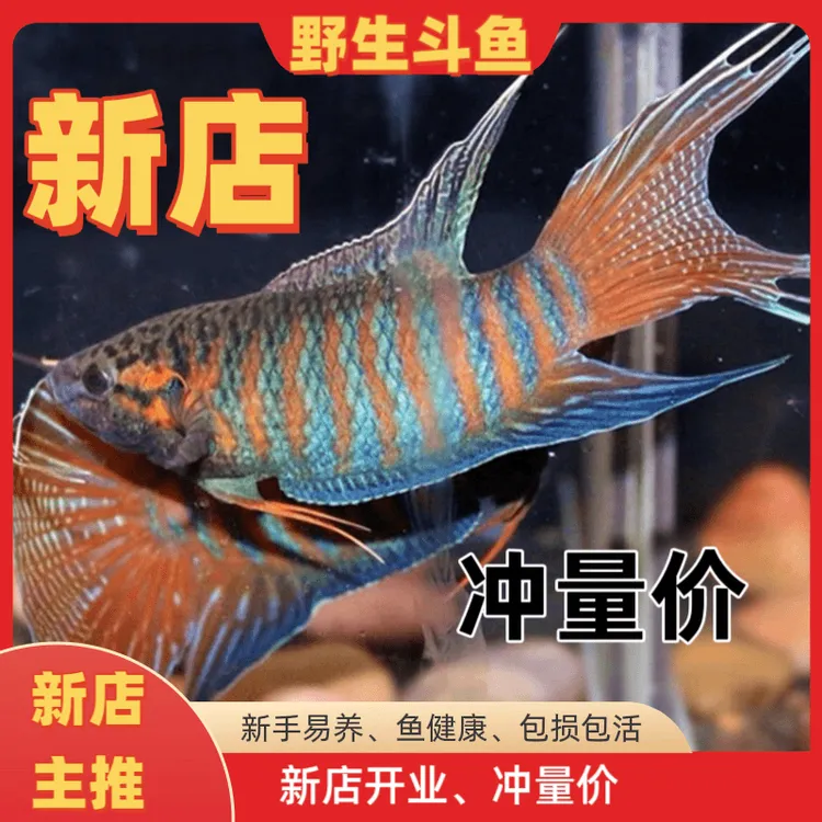 活体观赏鱼中国原生淡水耐养小鱼冷水鱼不用打氧气野生养鱼可混养