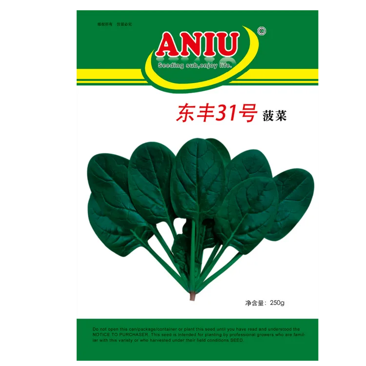 东丰31号菠菜种子（净含量：250克）