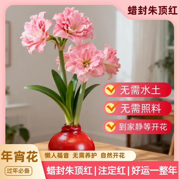 【无需养护的年宵花】蜡封朱顶红室内客厅无需水土自然开花送礼优选