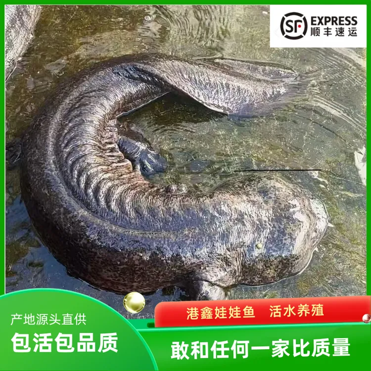 子二代人工养殖娃娃鱼包邮