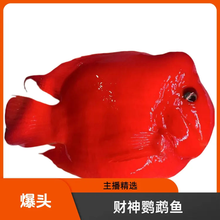 【21-23cm爆头】财神鹦鹉鱼 血红鹦鹉鱼活体中大型热带观赏发财金刚