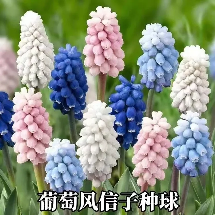 进口葡萄风信子种球易成活水培土培盆栽地栽多年生耐寒花卉种球