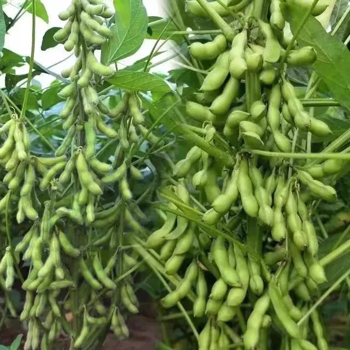 【早熟大粒毛豆种子】高产鲜荚毛豆种子矮杆大田阳台盆栽毛豆种子商品图