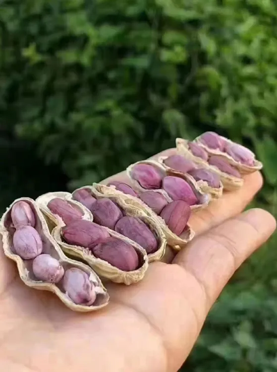 广东省粤北连州脆香竹蔗花生花生米花生零食七彩花生