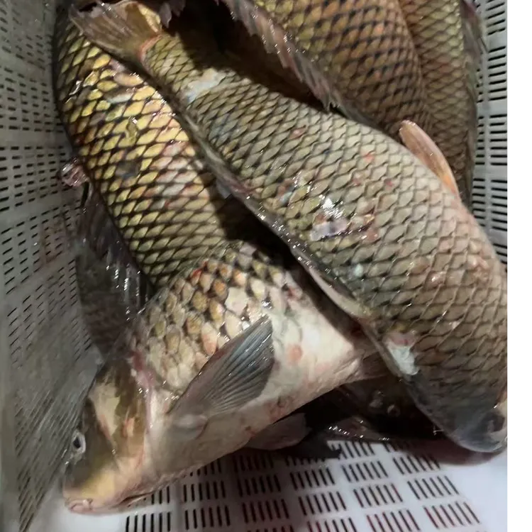 连环湖野生冬捕新鲜大鲤鱼8到20斤肉质鲜嫩肥美杜尔伯特