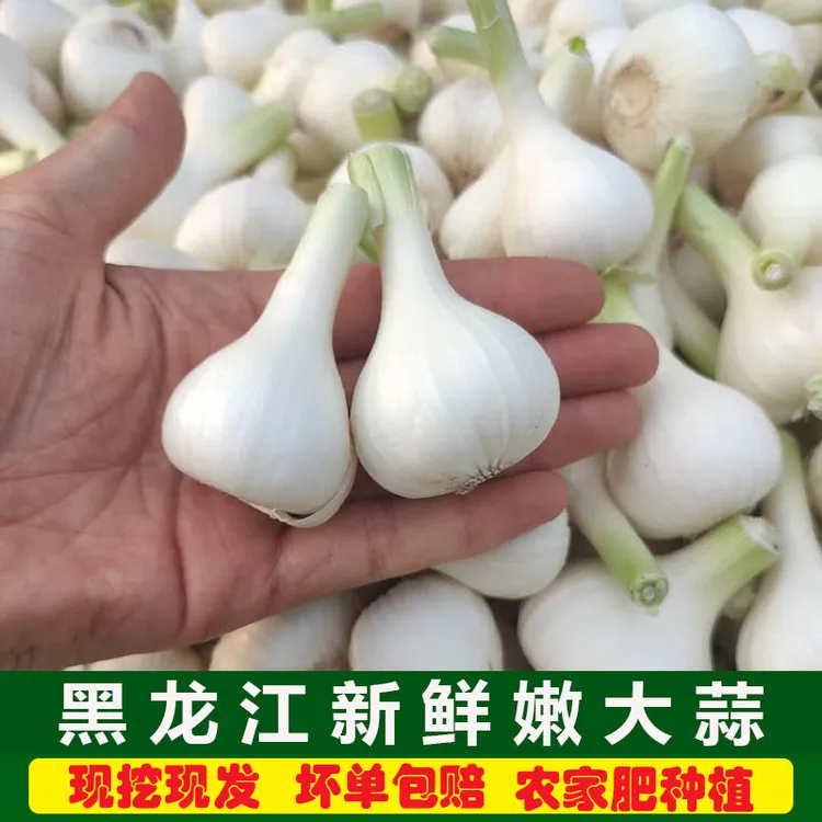 东北新蒜湿蒜白皮蒜现挖青蒜头腌制咸蒜糖蒜蔬菜鲜蒜嫩蒜鲜大蒜头