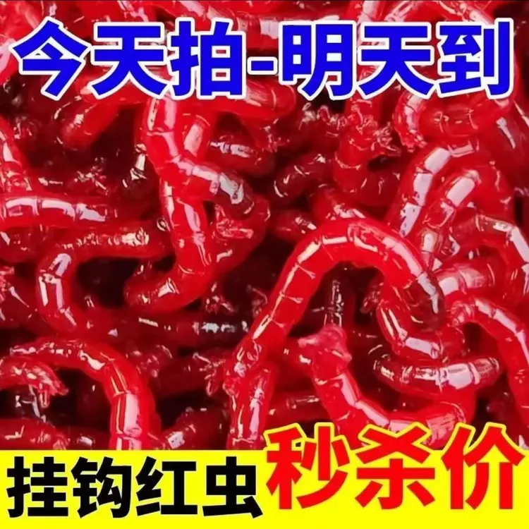 【今日特价】鲜活红虫活饵特大号挂钩公虫批发鱼饵料喂鱼活饵红虫