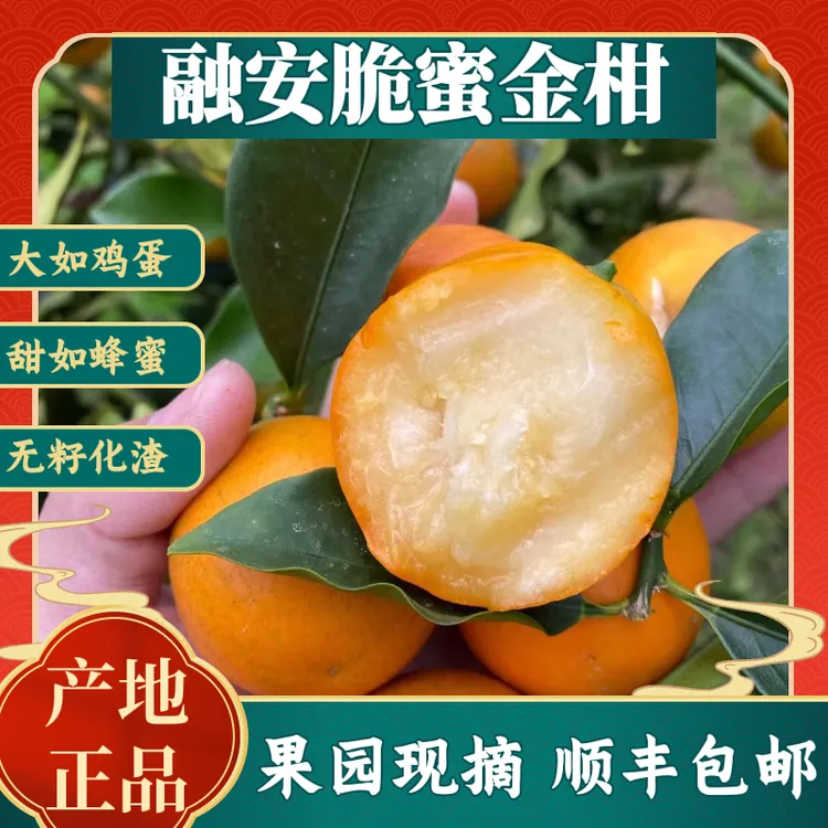 【第三代】融安脆蜜金柑脆蜜金桔纯甜高端新鲜水果现摘先发新鲜水果