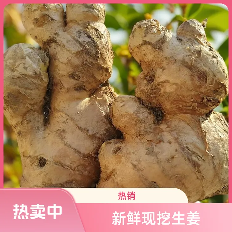 老姜（优质农产品）
