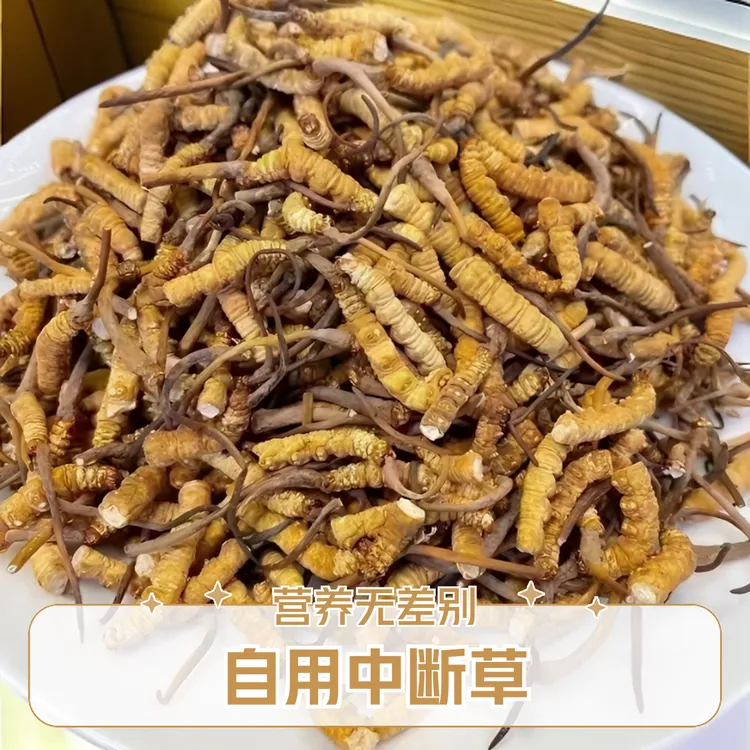 【中断草】干冬虫夏草藏区高海拔正宗滋补自用实惠泡水泡酒煲汤