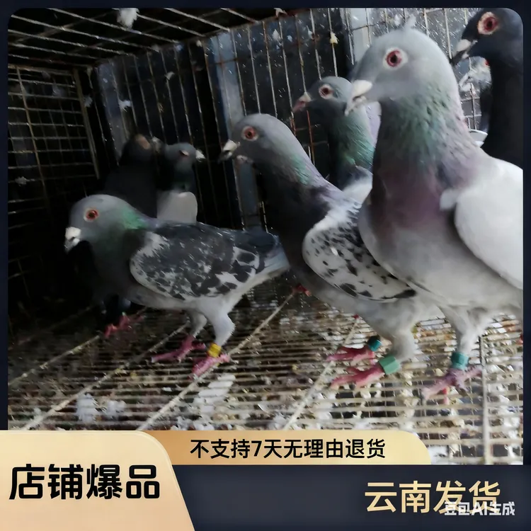 云南家养大体活体生鲜肉鸽信鸽种鸽适合养殖营养丰富