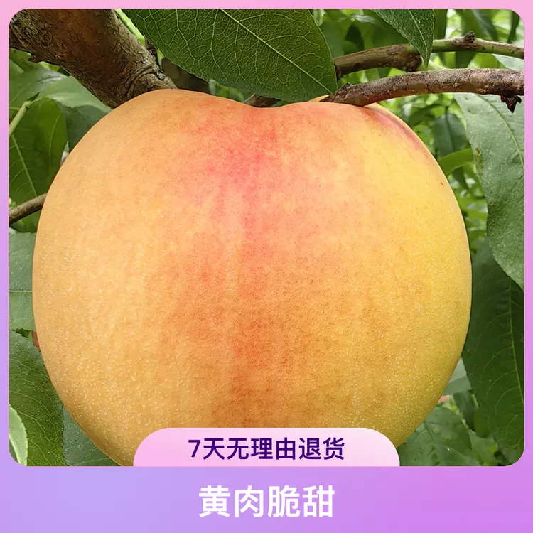 黑涞10月蜜桃黄肉脆甜南北种植地栽盆栽好吃好种桃子