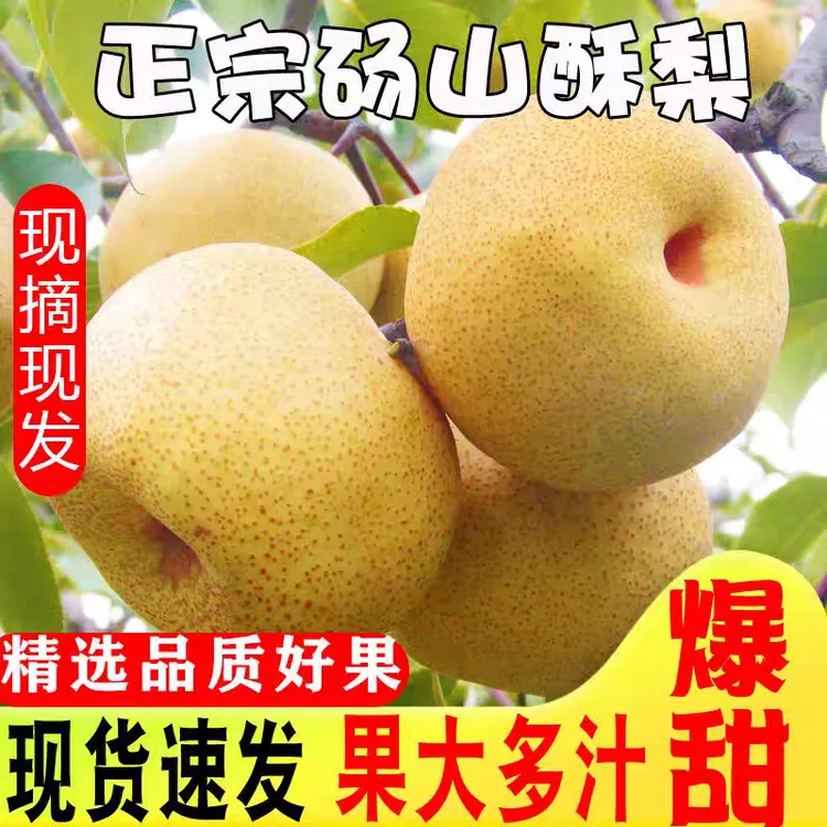 砀山梨老树梨王新鲜采摘现摘现发脆甜多汁无渣皮薄