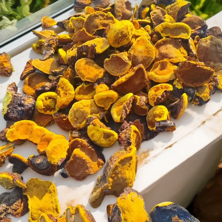 金边，桑黄，精选优质养生珍品